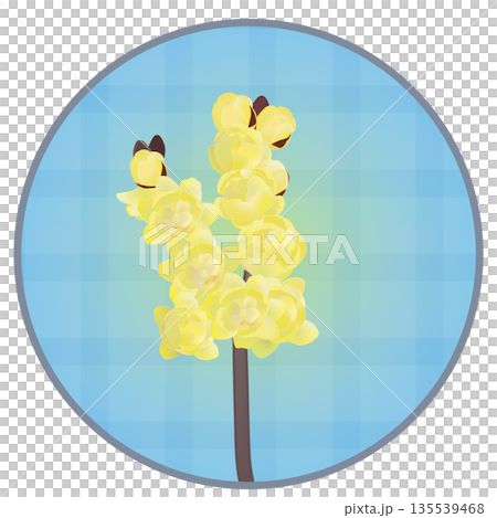 Illustration of wintersweet with a circular background Illustration of wintersweet with a circular background 135539468