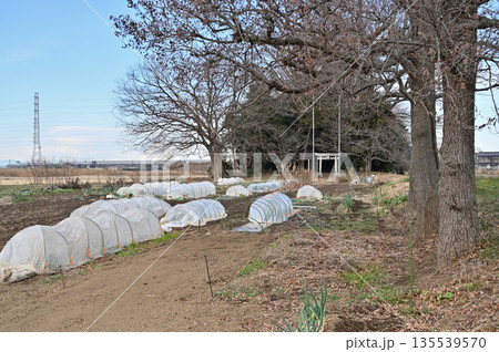 宮代町散歩：愛宕神社　埼玉県南埼玉郡宮代町和戸 135539570