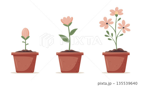Growth stages of pink potted flower from bud to full bloom illustration. 135539640