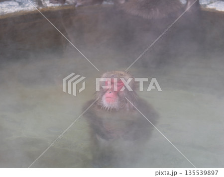 函館の冬、猿も湯治 函館の冬、猿も湯治 135539897