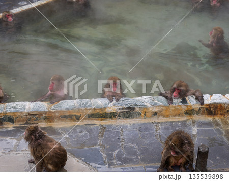 函館の冬、猿も湯治 135539898