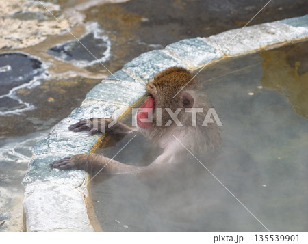 函館の冬、猿も湯治 函館の冬、猿も湯治 135539901