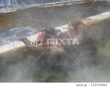 函館の冬、猿も湯治 函館の冬、猿も湯治 135539902