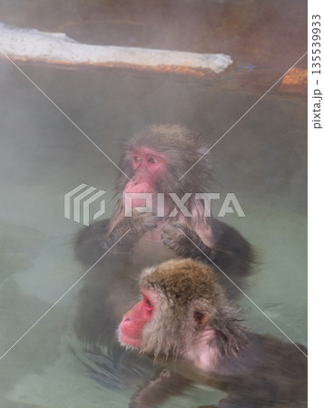 函館の冬、猿も湯治 135539933