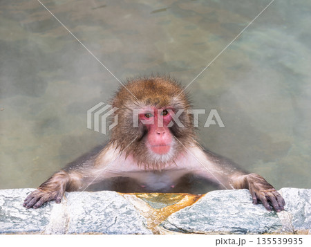 函館の冬、猿も湯治 135539935