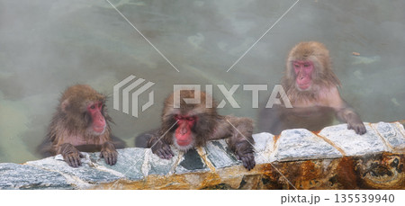 函館の冬、猿も湯治 135539940