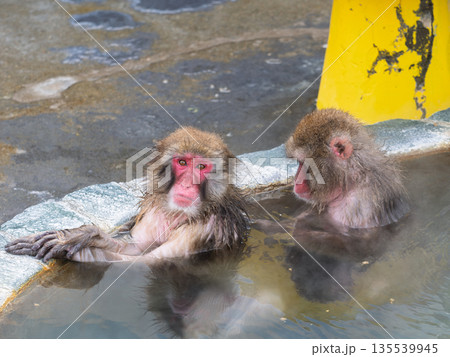 函館の冬、猿も湯治 135539945