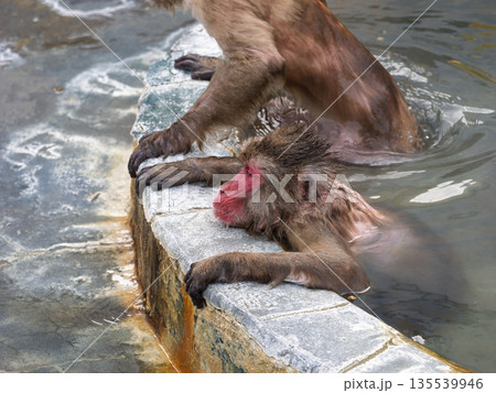 函館の冬、猿も湯治 135539946