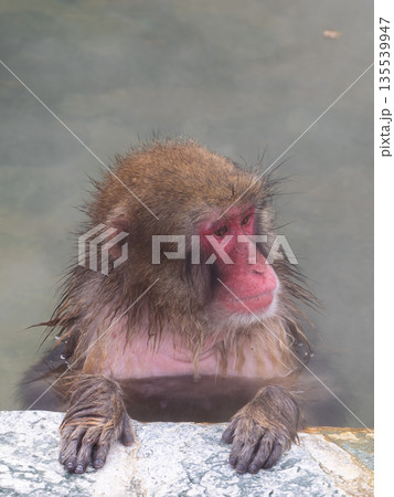 函館の冬、猿も湯治 135539947