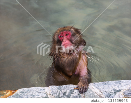 函館の冬、猿も湯治 135539948