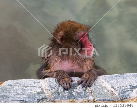 函館の冬、猿も湯治 135539949