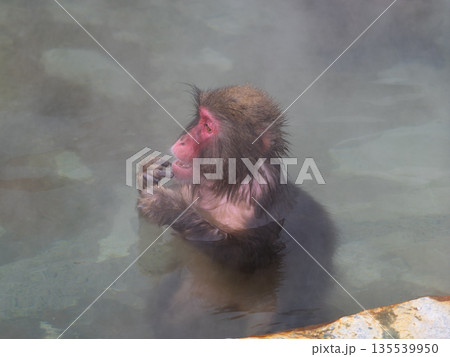 函館の冬、猿も湯治 135539950