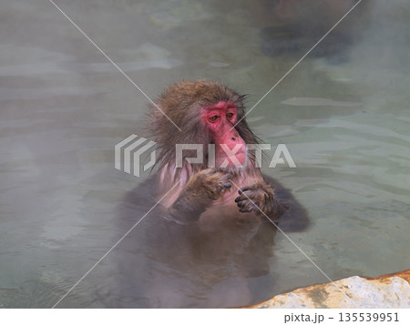 函館の冬、猿も湯治 135539951