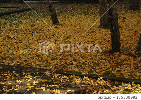 秋の高野山奥の院のイチョウの落ち葉 秋の高野山奥の院のイチョウの落ち葉 135539992