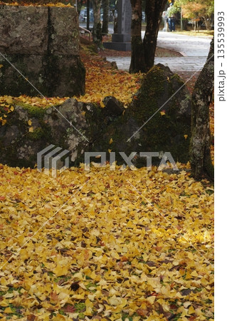 高野山奥の院のイチョウの落ち葉 135539993