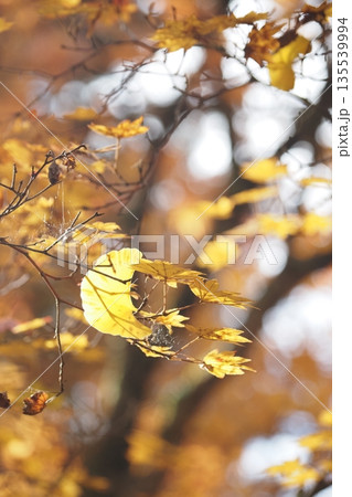 もみじの葉とイチョウの落ち葉 もみじの葉とイチョウの落ち葉 135539994