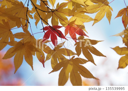 黄色いもみじと赤い紅葉の葉 135539995