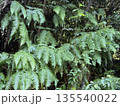 垂れ下がるシダ 135540022
