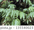 垂れ下がるシダ 135540023