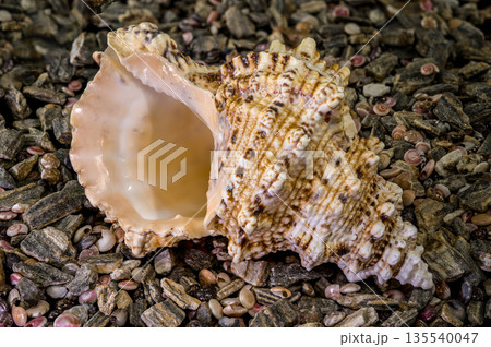 Frog Shell Sea Snail on Natural Pebble Beach 135540047