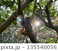 蝉の抜け殻と木漏れ日 135540056