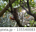 蝉の抜け殻と木漏れ日 135540083