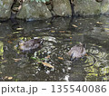 小川で遊ぶカルガモ 135540086
