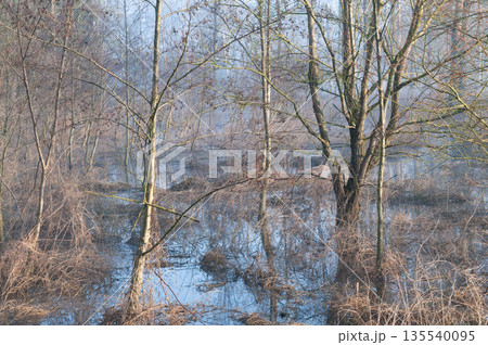Early morning spring in Belgium 135540095