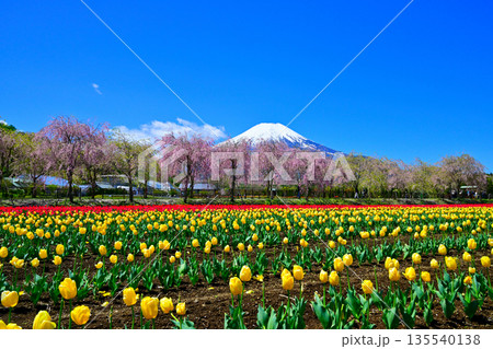 桜とチューリップ畑から望む冠雪した富士山 桜とチューリップ畑から望む冠雪した富士山 135540138