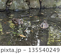 小川で遊ぶカルガモ 135540249