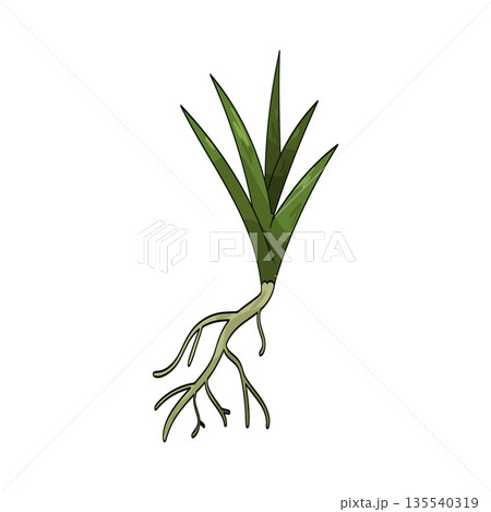 illustration of Grass roots illustration of Grass roots 135540319