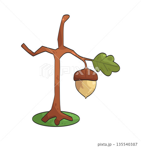 illustration of tree nut illustration of tree nut 135540387