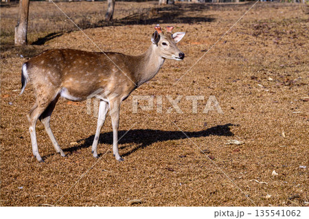 Spotted Deer Feeding the tops of the grass in the field. 135541062