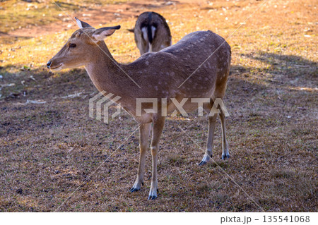 Group of Spotted Deer Feeding in a field Under a Tree. Group of Spotted Deer Feeding in a field Under a Tree. 135541068