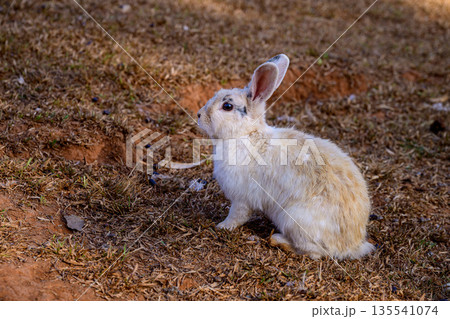 Cute Cottontail Rabbit hare sitting on floor. Cute Cottontail Rabbit hare sitting on floor. 135541074