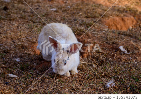 Cute Cottontail Rabbit hare sitting on floor. 135541075