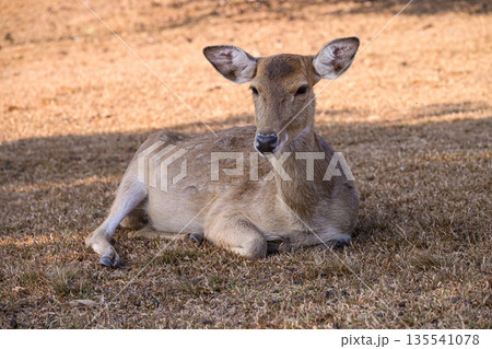 Spotted Deer is lying on the ground in the field. Spotted Deer is lying on the ground in the field. 135541078