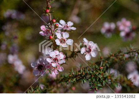 Manuka or Tea Tree is Scientific name Leptospermum scoparium flowers it a blooming in garden. 135541082