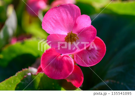 Close-up pink Begonia flower blooming in the garden. Family Begoniaceae. Close-up pink Begonia flower blooming in the garden. Family Begoniaceae. 135541095