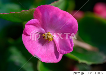 Close-up pink Begonia flower blooming in the garden. Family Begoniaceae. Close-up pink Begonia flower blooming in the garden. Family Begoniaceae. 135541097