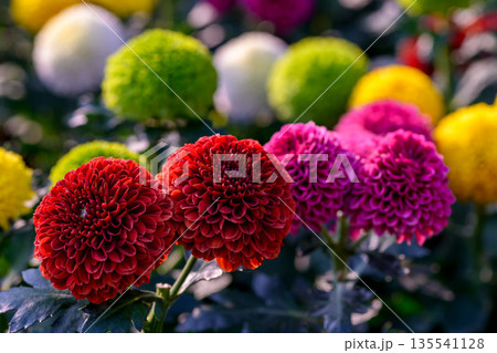 Close-up Red Pompon Chrysanthemum flower blooming in the garden, beautiful pompon flower. 135541128