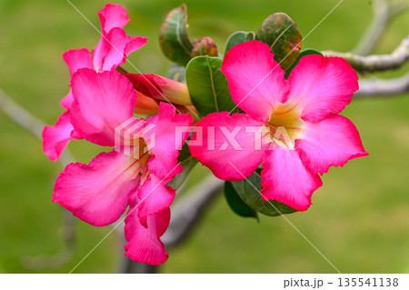 Close up Adenium obesum flowers or Desert rose in full bloom bright and freshness. 135541138
