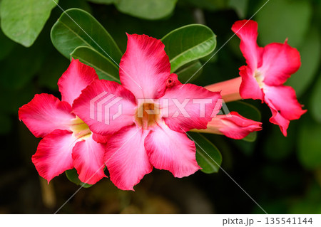 Close up Adenium obesum flowers or Desert rose in full bloom bright and freshness. Close up Adenium obesum flowers or Desert rose in full bloom bright and freshness. 135541144