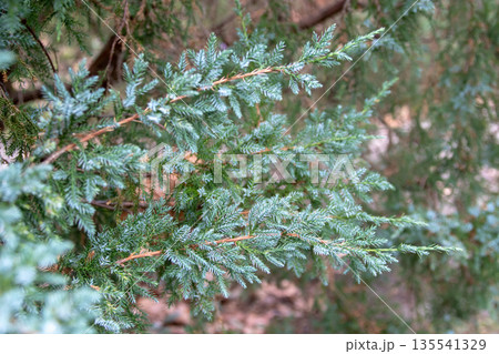 Juniperus squamata branches with glaucous blue-green needles. Botanical detail 135541329