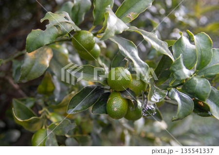 Unripe kumquat fruits on tree. Close-up citrus japonica Unripe kumquat fruits on tree. Close-up citrus japonica 135541337