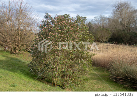 Flowering viburnum tinus shrub. Laurustinus evergreen in garden Flowering viburnum tinus shrub. Laurustinus evergreen in garden 135541338