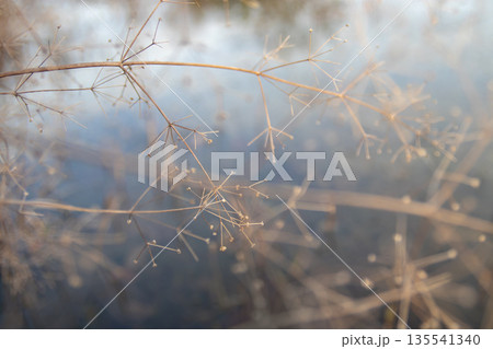 Alisma stems in winter pond. Water-plantain dry stems.  Selective focus atmospheric garden ornamental aquatic plant photography 135541340