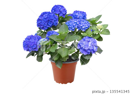 Hydrangea macrophylla bush with intense blue flowers in pot. Garden center plant. Bigleaf hydrangea ready-to-plant isolated on white background 135541345