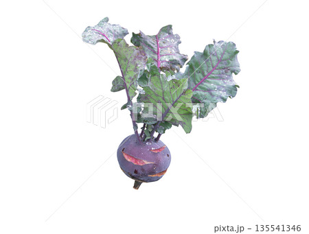 Purple kohlrabi with leaves isolated on white. Biennial cabbage vegetable. Purple kohlrabi with leaves isolated on white. Biennial cabbage vegetable. 135541346