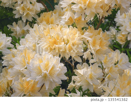 Rhododendron molle deciduous azalea yellow-cream blooms in garden Rhododendron molle deciduous azalea yellow-cream blooms in garden 135541382